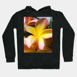 plumeria-flowers-frangipani-floral-blossom-petal-bloom-shirtyshirto-28 Hoodie